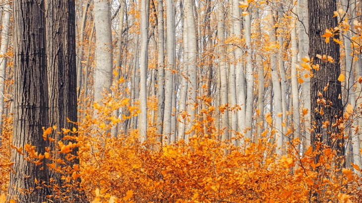 Read, Watched, Wrote: November 2017